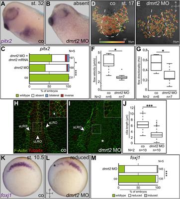 dmrt2 and myf5 Link Early Somitogenesis to Left-Right Axis Determination in Xenopus laevis